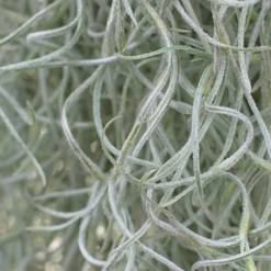 Tillandsia usneoides