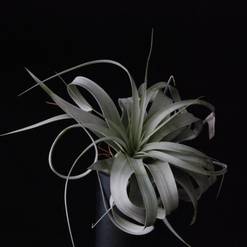Tillandsia xerografica