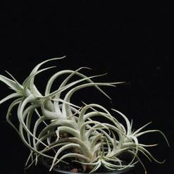 Tillandsia bergerii