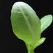Tetranychidae Brighamia insignis SIm