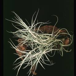 Tillandsia caerulea