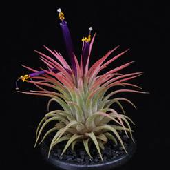 Tillandsia ionantha