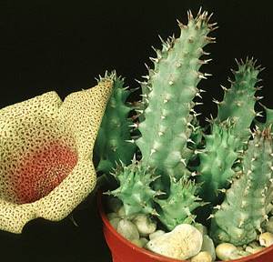 Tavaresia angolensis