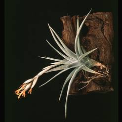 Tillandsia ixioides