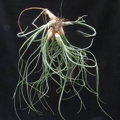 Zelene tilancije - Tillandsia baylei