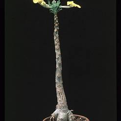 Uncarina roeoesliana