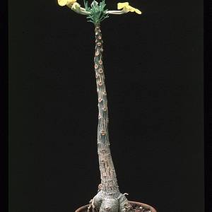 Uncarina roeoesliana