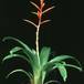 Vriesea species 1995