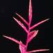 Vriesea hybrid ---Margot- 1