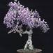 Wisteria sinensis