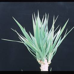 Yucca variegata