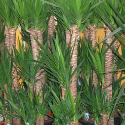 Yucca elephantipes
