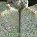 Astrophytum myriostigma thorn 106