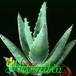 Aloe clavifolia 1179