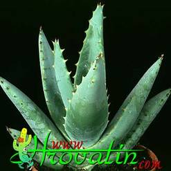 Aloe claviflora