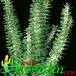 Alluaudia procera 1127