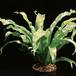 Asplenium antiquum 1954