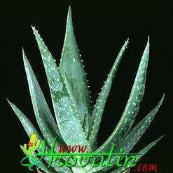 Aloe gariepensis