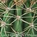 Acanthocalycium spiniflorum thorn 276