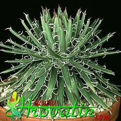 Agave parviflora
