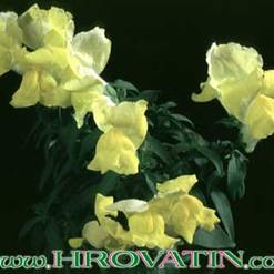 Antirrhinum