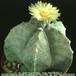 Astrophytum myriostigma 104
