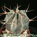 Astrophytum ornatum 31