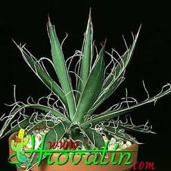 Agave filifera