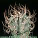 Astrophytum capricorne 6