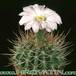 Acanthocalycium spiniflorum 275