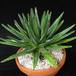 Agave ferdinandi-regis