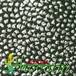 Astrophytum myriostigma v tulense thorn 459