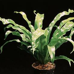 Asplenium antiquum
