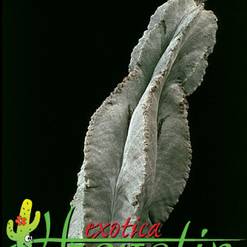 Astrophytum myriostigma v. tulense
