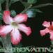 Adenium obesum flower 1603