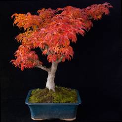 Bonsaji zunanji