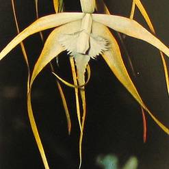 Brassavola species