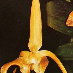 Bulbophyllum lobbii