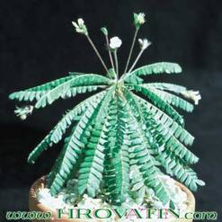 Biophytum sensitivum