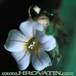 Biophytum sensitivum flower 1041