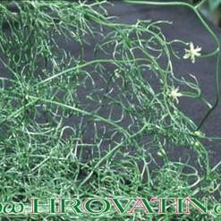 Bowiea volubilis