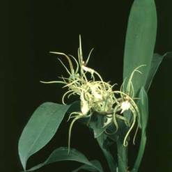 Brassia verrucosa