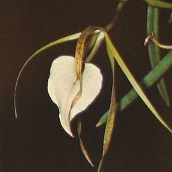 Brassavola nodosa