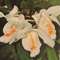 Coelogyne cristata