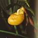 Cypripedium species cypripedium sp k