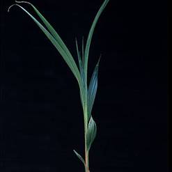 Cocos nucifera