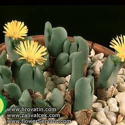 Conophytum bilobum