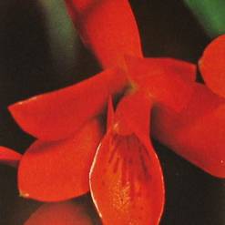 Cattleya aurantiaca