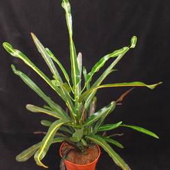 Codiaeum variegatum eureka