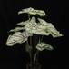 Caladium white
